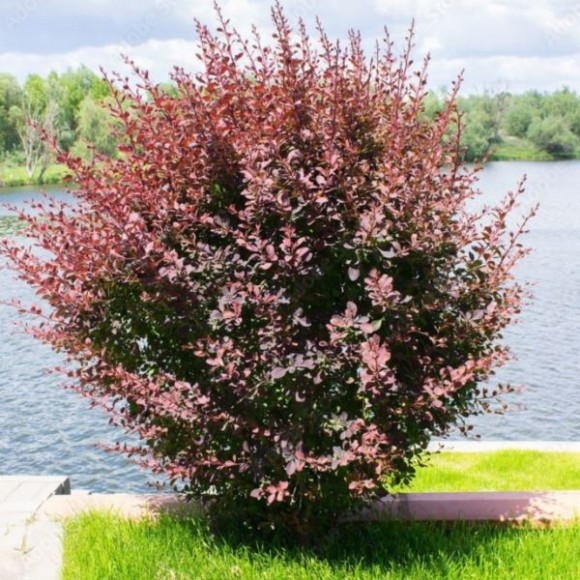 Berberis thunbergii 'Concorde'
