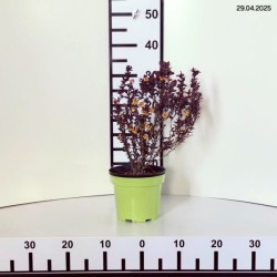 Berberis thunbergii 'Concorde'