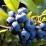 Amelanchier alnifolia 'Mandam'