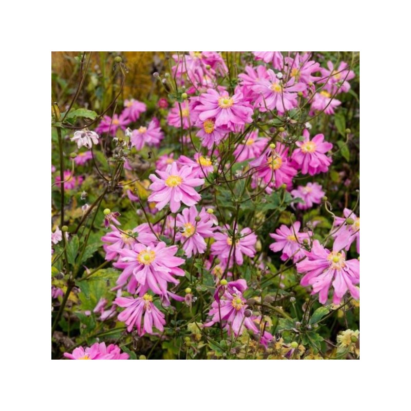 Anemone hupehensis 'Prinz Heinrich'
