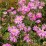 Anemone hupehensis 'Prinz Heinrich'