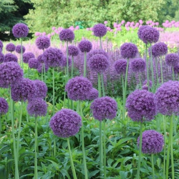 Allium 'Globemaster'