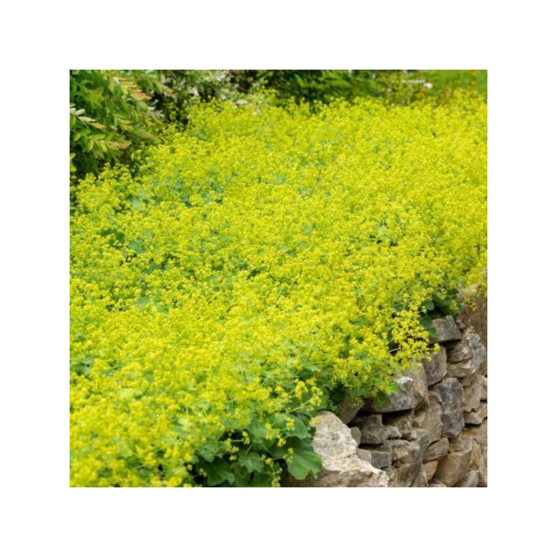 Alchemilla mollis