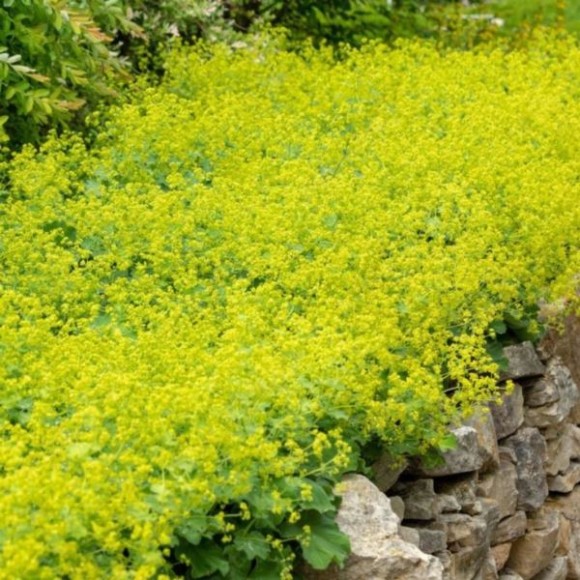 Alchemilla mollis