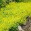 Alchemilla mollis
