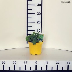 Alchemilla mollis