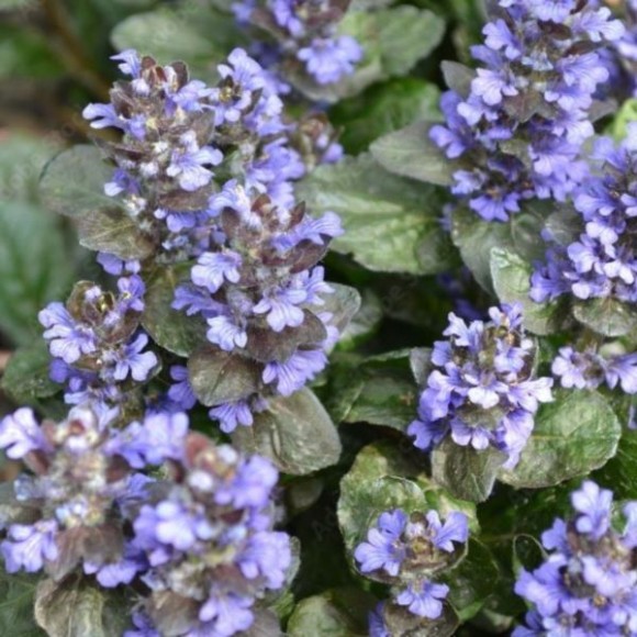Ajuga reptans 'Burgundy Glow'