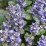 Ajuga reptans 'Burgundy Glow'