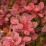 Berberis thunbergii 'Orange Sunrise' PBR