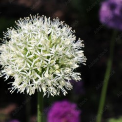 Allium stipitatum 'White...