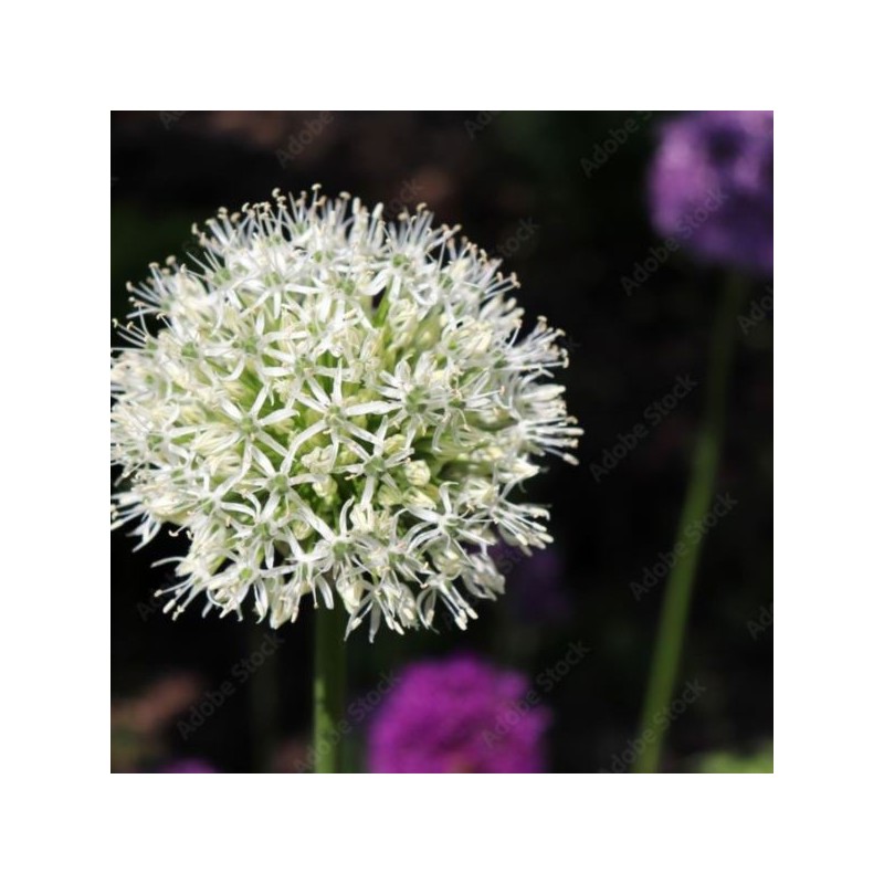 Allium stipitatum 'White Giant'