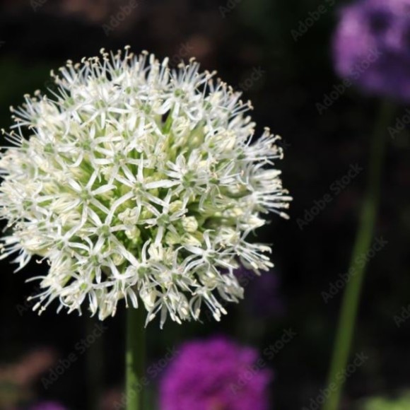 Allium stipitatum 'White Giant'