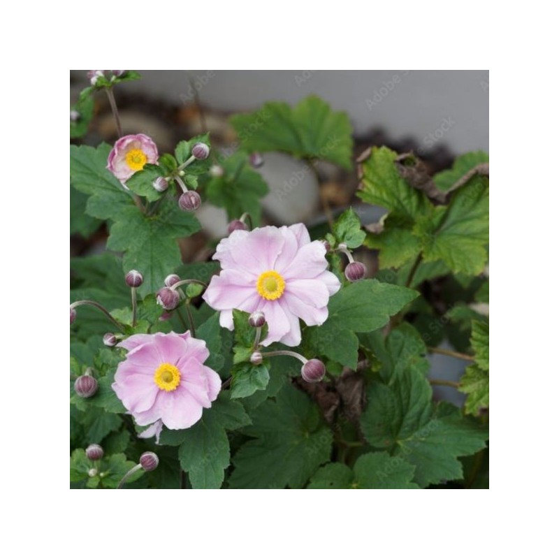 Anemone ×hybrida 'Königin Charlotte'