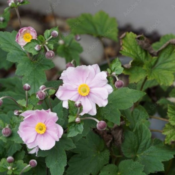 Anemone ×hybrida 'Königin Charlotte'