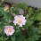 Anemone ×hybrida 'Königin Charlotte'