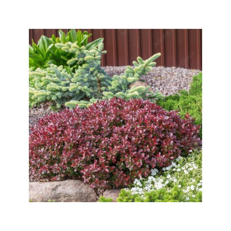 Berberis thunbergii 'Bagatelle'