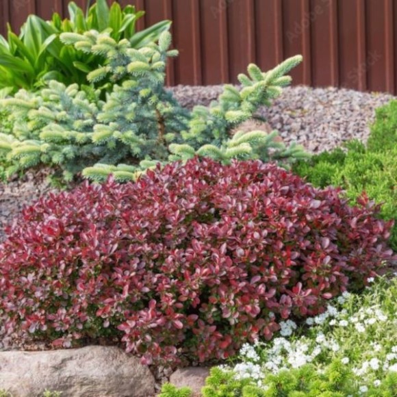 Berberis thunbergii 'Bagatelle'