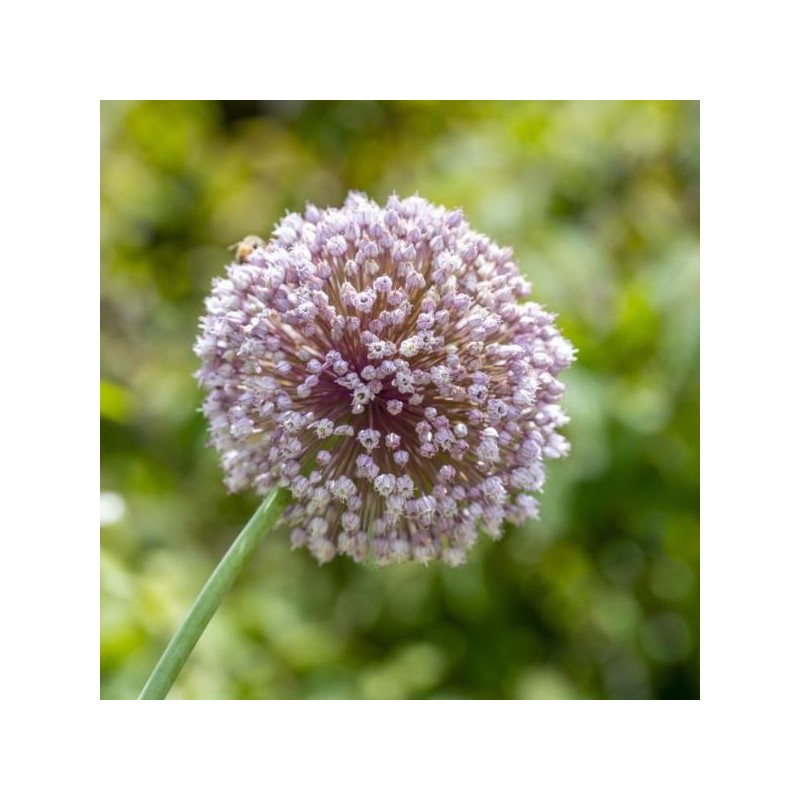 Allium 'Lucky Balloons'