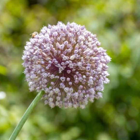 Allium 'Lucky Balloons'