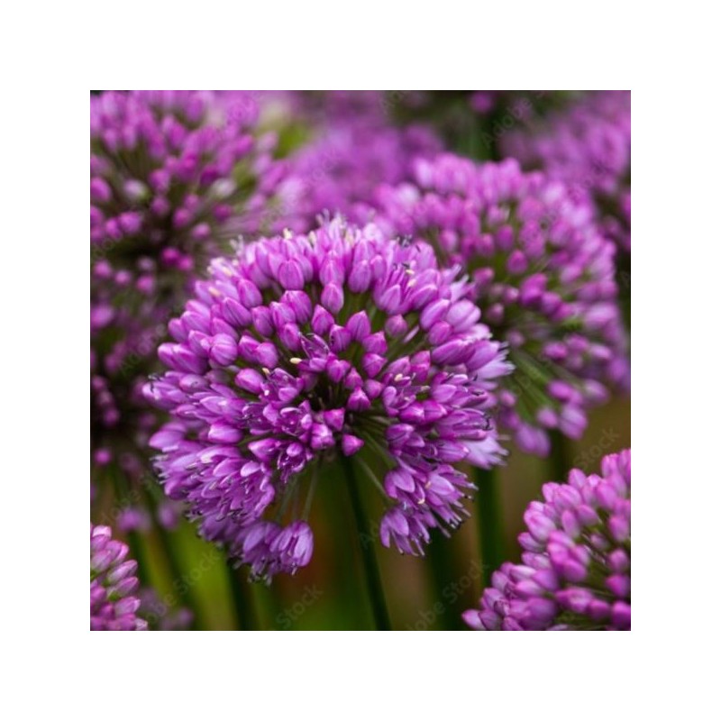 Allium 'Party Balloons'