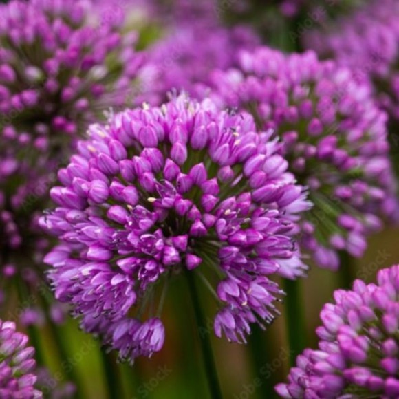 Allium 'Party Balloons'