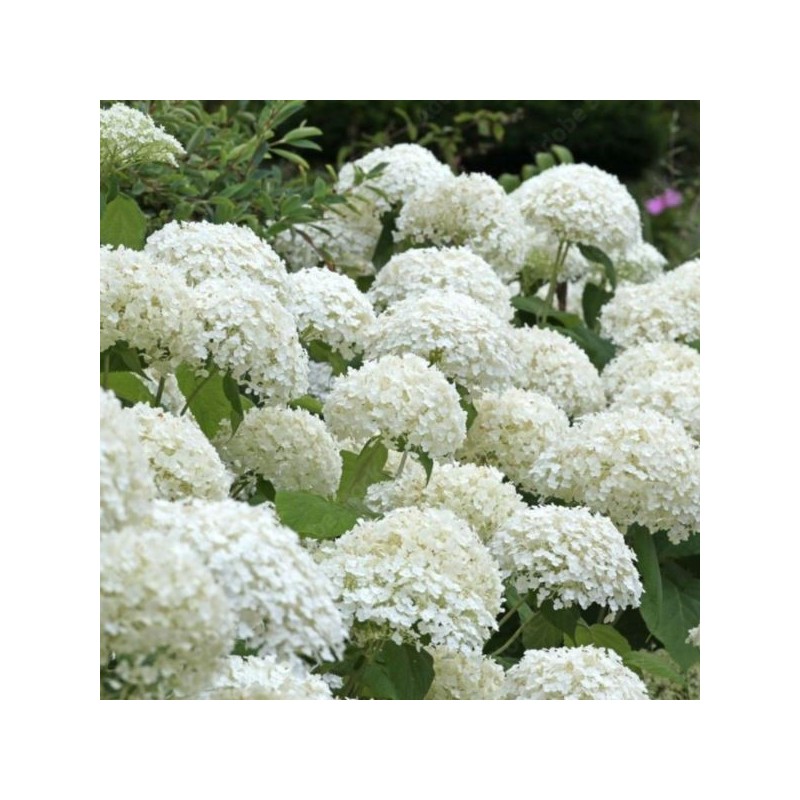 Hydrangea ar. 'Annabelle'