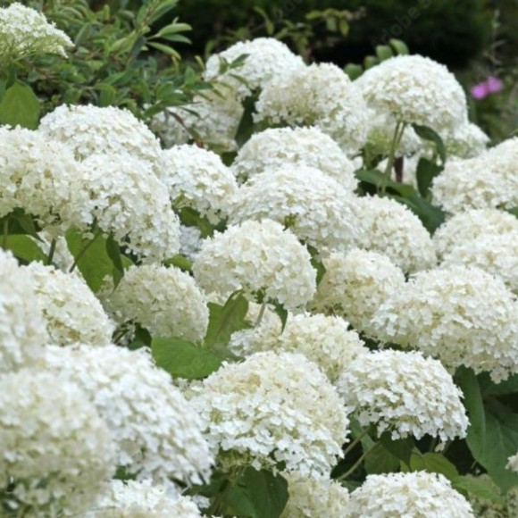 Hydrangea ar. 'Annabelle'