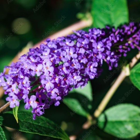 Buddleja davidii 'Empire Blue'