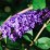Buddleja davidii 'Empire Blue'
