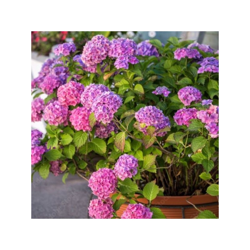 Hydrangea macrophylla 'Bouquet Rose'