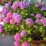 Hydrangea macrophylla 'Bouquet Rose'