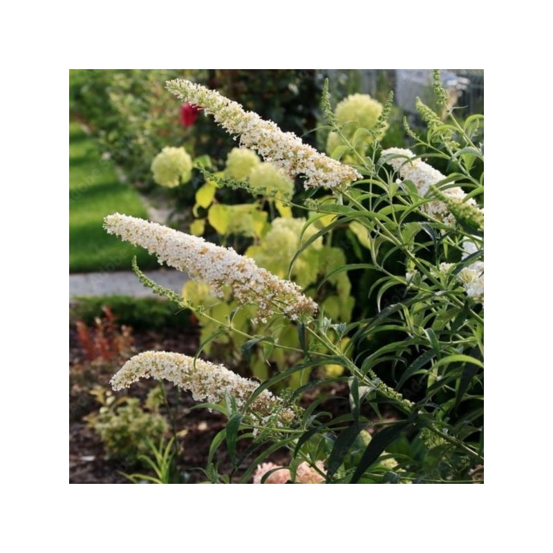 Buddleja davidii 'White Profusion'