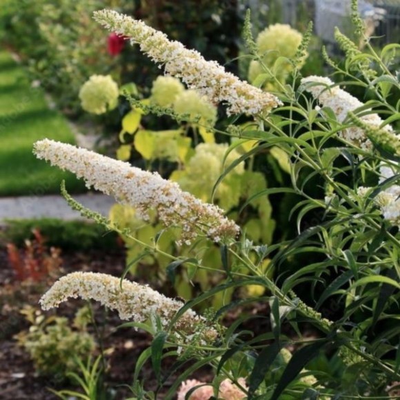 Buddleja davidii 'White Profusion'