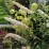 Buddleja davidii 'White Profusion'