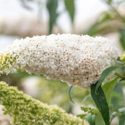 Buddleja davidii 'White Profusion'
