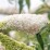 Buddleja davidii 'White Profusion'