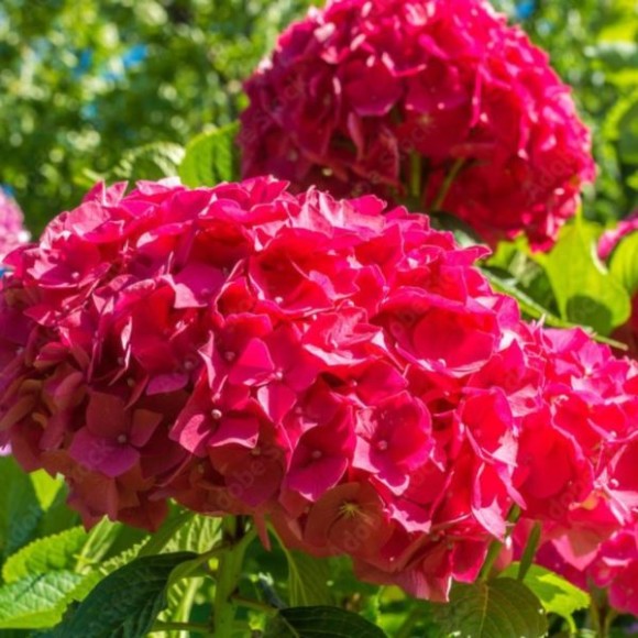 Hydrangea macrophylla 'Sibilla'