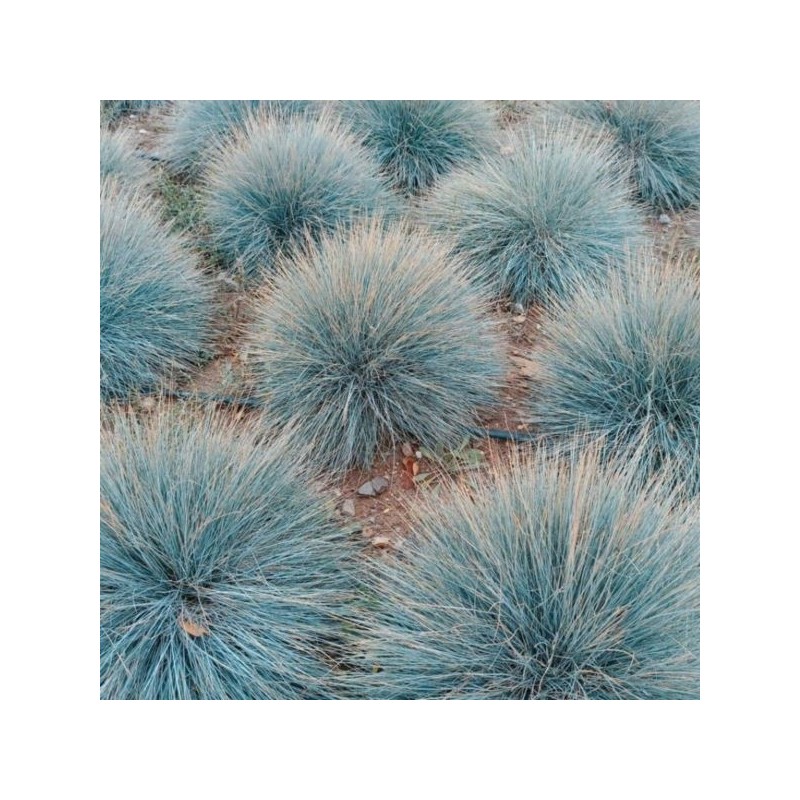 Festuca glauca 'Elijah Blue'