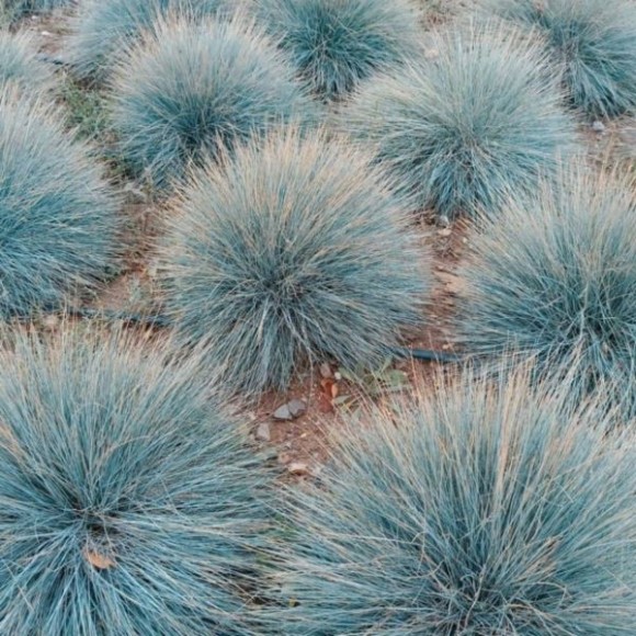 Festuca glauca 'Elijah Blue'