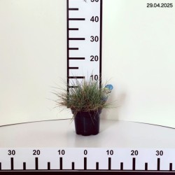 Festuca glauca 'Elijah Blue'