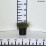 Festuca gautieri 'Pic Carlit'