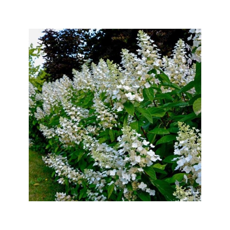 Hydrangea p. 'Bombshell' PBR