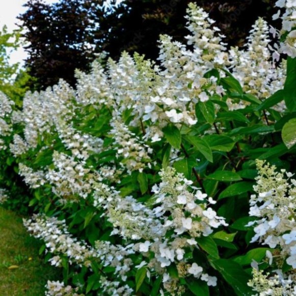 Hydrangea p. 'Bombshell' PBR