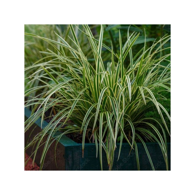 Carex morrowii 'Ice Dance'