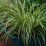 Carex morrowii 'Ice Dance'