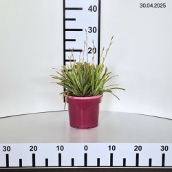 Carex morrowii 'Ice Dance'