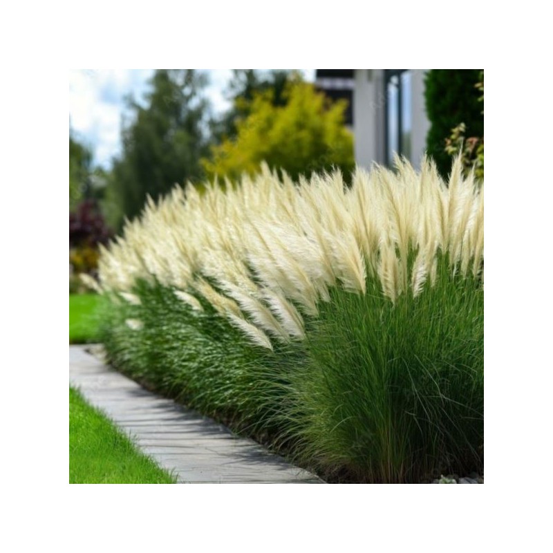 Cortaderia selloana TINY PAMPA 'Day1' PBR