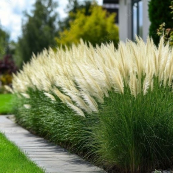 Cortaderia selloana TINY PAMPA 'Day1' PBR
