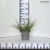 Cortaderia selloana TINY PAMPA 'Day1' PBR