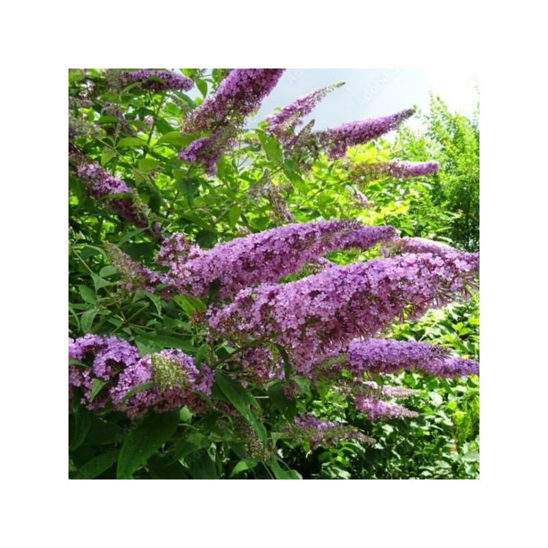 Buddleja davidii 'Pink Delight'